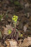 Wood Spurge, Euphorbia commutata