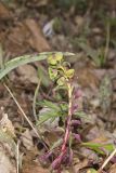 Wood Spurge, Euphorbia commutata