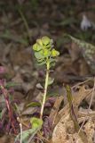 Wood Spurge, Euphorbia commutata