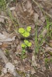 Wood Spurge, Euphorbia commutata