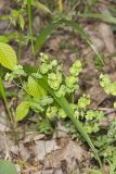 Wood Spurge, Euphorbia commutata