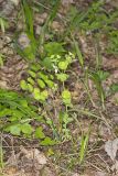 Wood Spurge, Euphorbia commutata