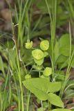 Wood Spurge, Euphorbia commutata