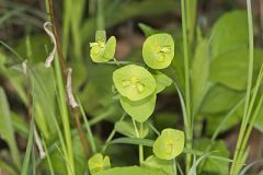 Wood Spurge