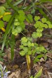 Wood Spurge, Euphorbia commutata