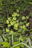 Wood Spurge, Euphorbia commutata