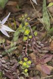 Wood Spurge, Euphorbia commutata