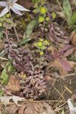 Wood Spurge, Euphorbia commutata