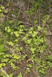 Wood Spurge, Euphorbia commutata