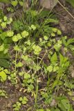 Wood Spurge, Euphorbia commutata