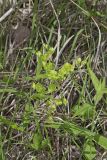 Wood Spurge, Euphorbia commutata