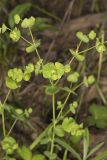 Wood Spurge, Euphorbia commutata