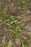 Wood Spurge, Euphorbia commutata