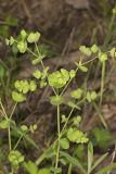 Wood Spurge, Euphorbia commutata