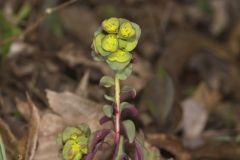 Wood Spurge, Euphorbia commutata