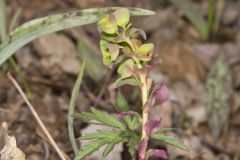 Wood Spurge, Euphorbia commutata