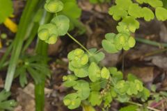 Wood Spurge, Euphorbia commutata