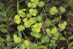 Wood Spurge, Euphorbia commutata
