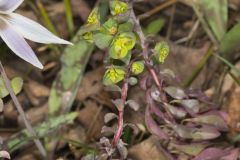 Wood Spurge, Euphorbia commutata