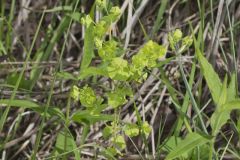 Wood Spurge, Euphorbia commutata