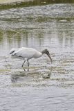 Wood Stork, Mycteria americana