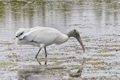 Wood Stork