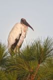 Wood Stork, Mycteria americana