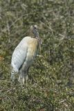 Wood Stork, Mycteria americana