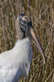 Wood Stork, Mycteria americana
