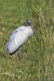 Wood Stork, Mycteria americana