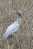 Wood Stork, Mycteria americana