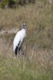 Wood Stork, Mycteria americana