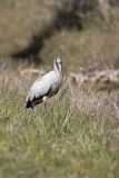 Wood Stork, Mycteria americana