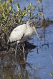 Wood Stork, Mycteria americana