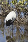 Wood Stork, Mycteria americana