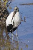 Wood Stork, Mycteria americana