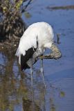 Wood Stork, Mycteria americana