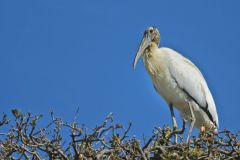 Wood Stork, Mycteria americana