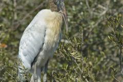 Wood Stork, Mycteria americana