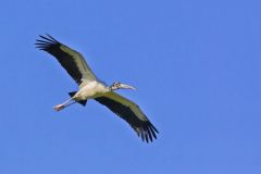 Wood Stork, Mycteria americana