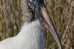 Wood Stork, Mycteria americana