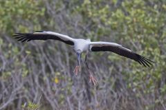 Wood Stork, Mycteria americana