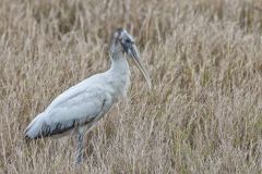 Wood Stork, Mycteria americana