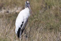 Wood Stork, Mycteria americana