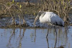 Wood Stork, Mycteria americana