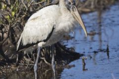 Wood Stork, Mycteria americana