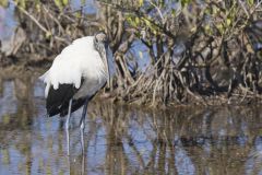 Wood Stork, Mycteria americana