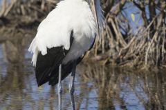 Wood Stork, Mycteria americana