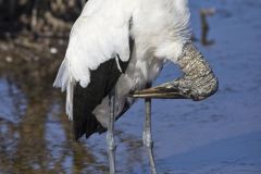 Wood Stork, Mycteria americana