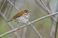 Wood Thrush, Hylocichla mustelina